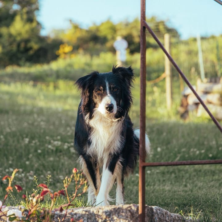 Example photo: Black and white border collie standing on a sunny grassy hillside by a gate