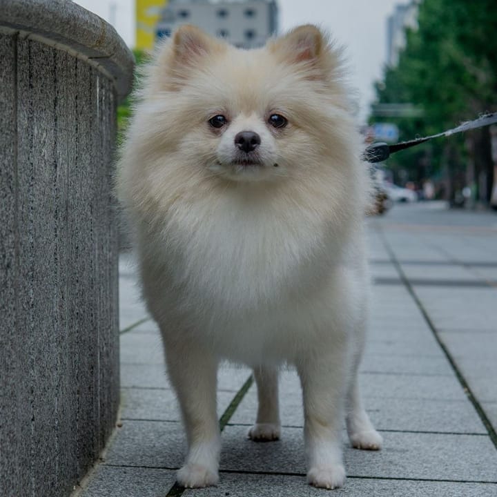 Example photo: Cream Pomeranian standing on a city sidewalk, looking at the camera