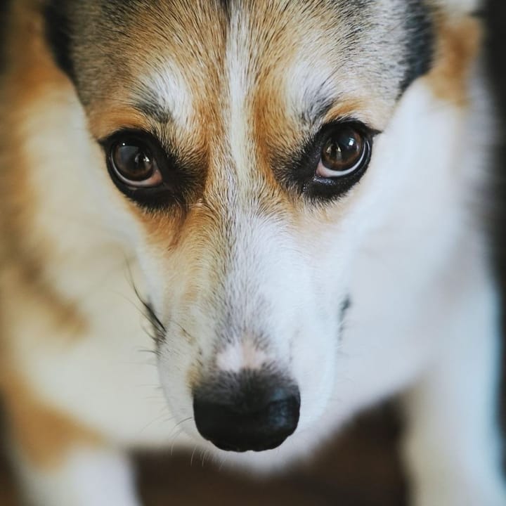 Example photo: Corgi face close-up, looking straight at the camera