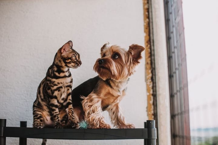 Example photo: Tabby cat and a Yorkshire terrier sitting side by side