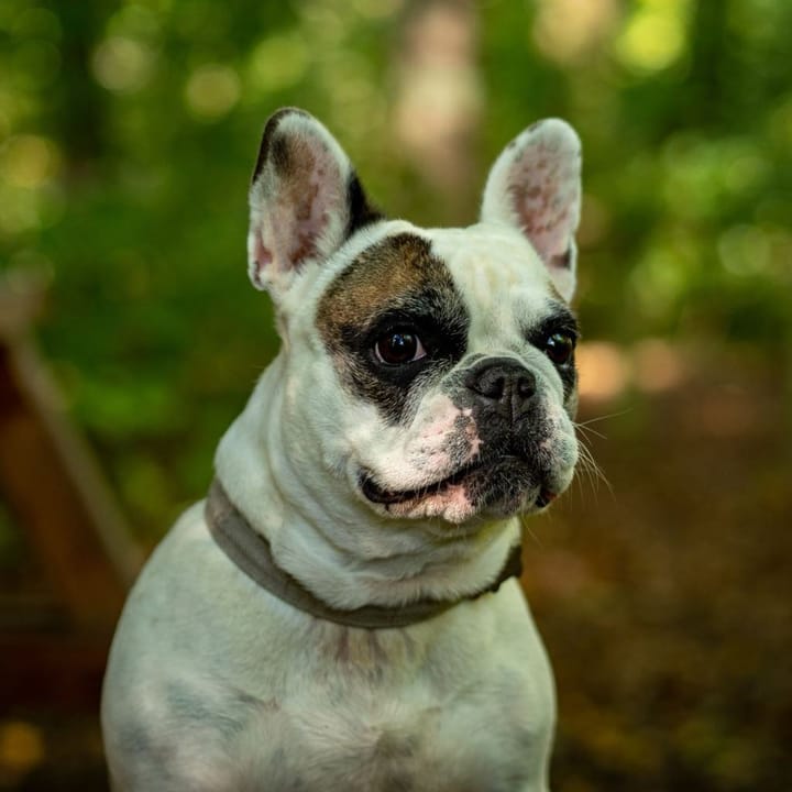 Example photo: Pied French bulldog sitting in a leafy garden, looking at the camera
