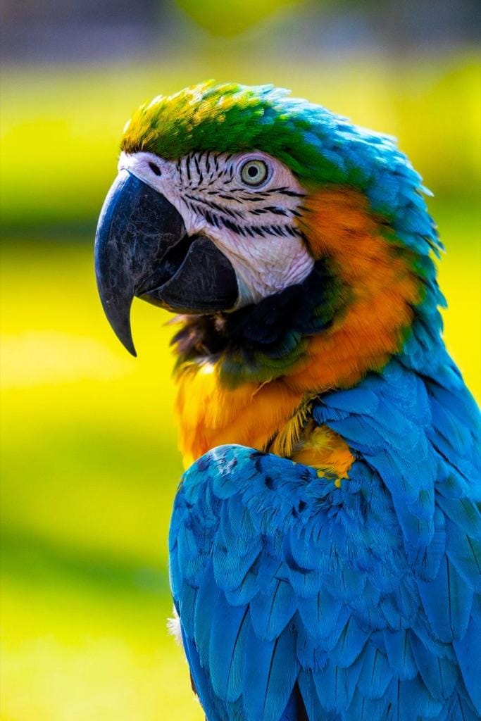 Example photo: Blue and gold macaw in profile against a sunny green background