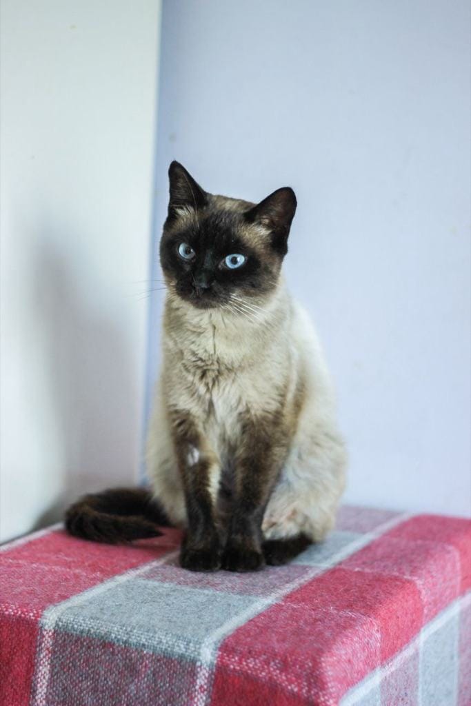 Example photo: Siamese cat sitting upright on a plaid blanket in a bright room